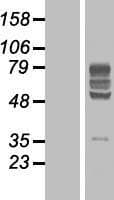 BTN2A2 Protein (Over-Expression Lysate Myc-DDK (Flag))