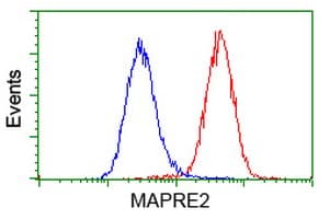 MAPRE2 / EB2 Antibody (clone OTI1D10)
