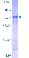 Human DMWD Protein (Recombinant GST)