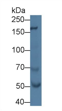 NOS1 / nNOS Antibody (aa1213-1337)