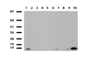 Monoclonal Mouse anti-Human S100A9 / MRP14 Antibody (clone UMAB173, Carrier-free, IHC, IF, WB)