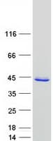 Human YKL39 / CHI3L2 Protein (Recombinant Myc-DDK (Flag))