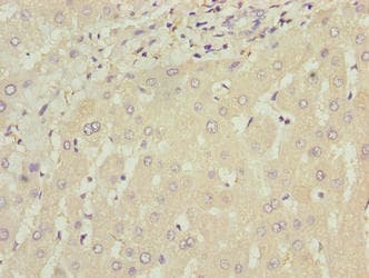 Polyclonal Rabbit anti-Human WDR74 Antibody (IHC, WB)