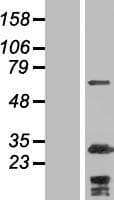 MYPT2 / PPP1R12B Protein (Over-Expression Lysate Myc-DDK (Flag))