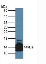 LACRT Antibody (aa20-138)