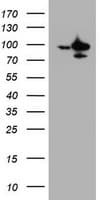 SF3A1 / SF3A120 Antibody (aa249-568, clone OTI7G6, Carrier-free)