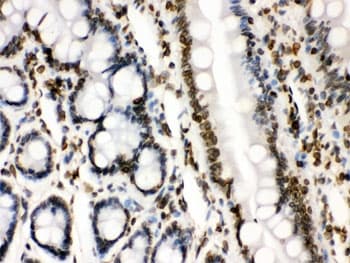 LMNB1 / Lamin B1 Antibody