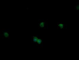 MAPK9 / JNK2 Antibody (clone OTI2G3, Carrier-free)