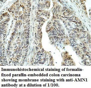 AMN1 Antibody (C-Terminus)