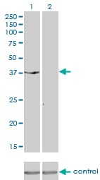 IHC-plus™ DUSP6 / MKP3 Antibody (clone 3G2)