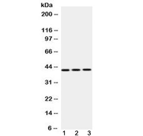 Polyclonal Rabbit anti-Human PA2G4 / EBP1 Antibody (IHC, WB)