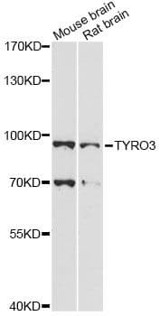 TYRO3 Antibody