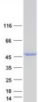 Human NDRG4 Protein (Recombinant Myc-DDK (Flag))