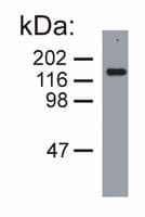 NEFM / NF-M Antibody (clone NF-09)