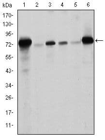 Monoclonal Mouse anti-Human LMNA / Lamin A+C Antibody (clone 4E7, IHC, WB)