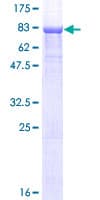 Human CPNE1 / Copine I Protein (Recombinant GST)