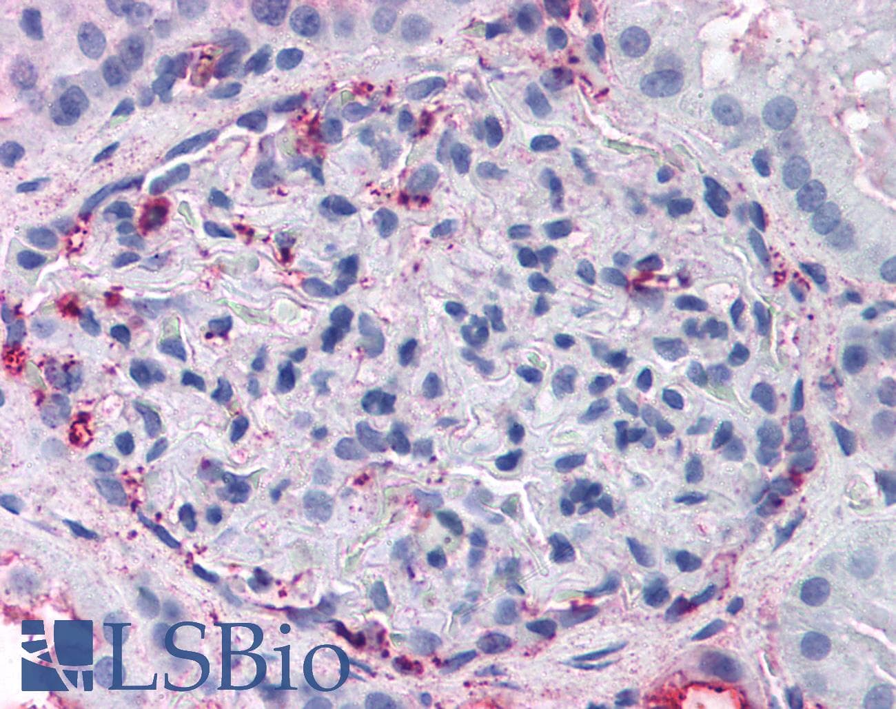 IHC-plus™ Polyclonal Rabbit anti-Human GPR108 Antibody (N-Terminus, IHC)