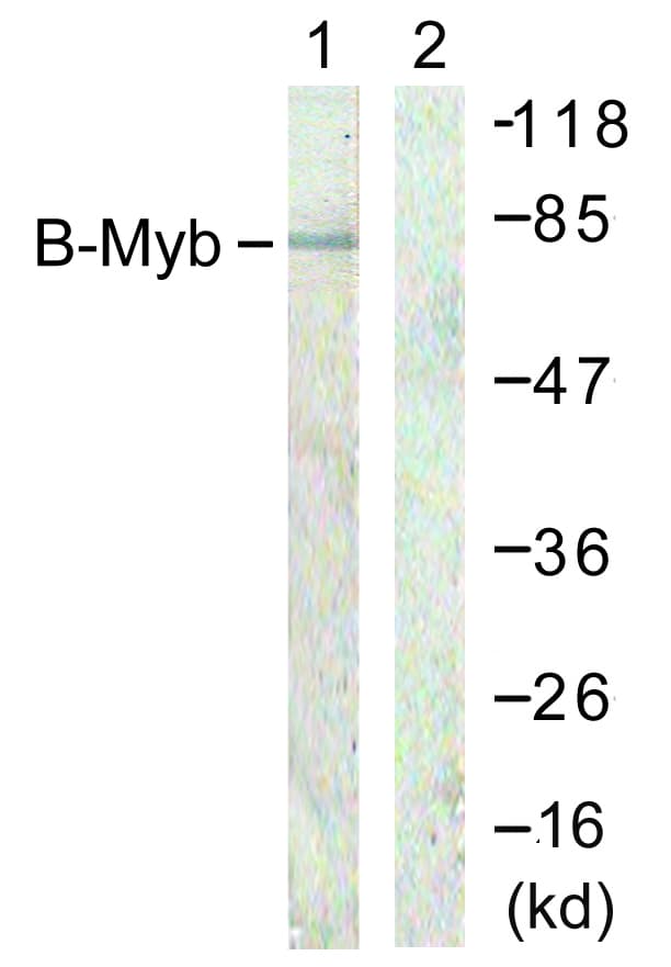 MYBL2 Antibody (aa551-600)