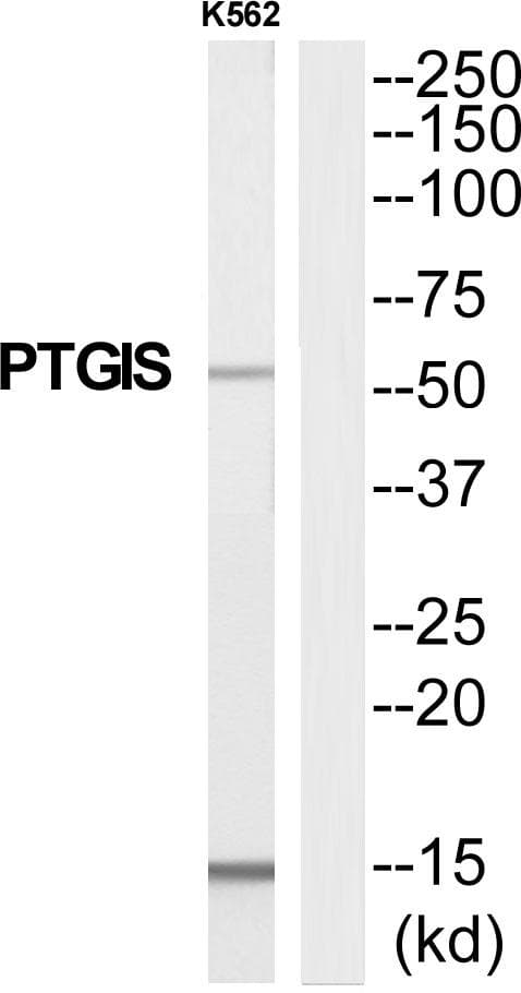 PGIS / PTGIS Antibody
