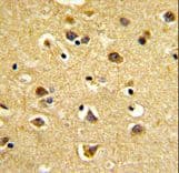 SNURF Antibody (aa4-32)