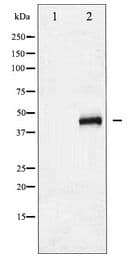 Polyclonal Rabbit anti-Human GATA1 Antibody (WB)