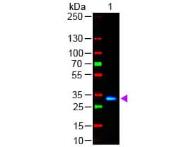Polyclonal Goat Anti-Human IgG Fc Secondary Antibody (FITC, IF, WB)
