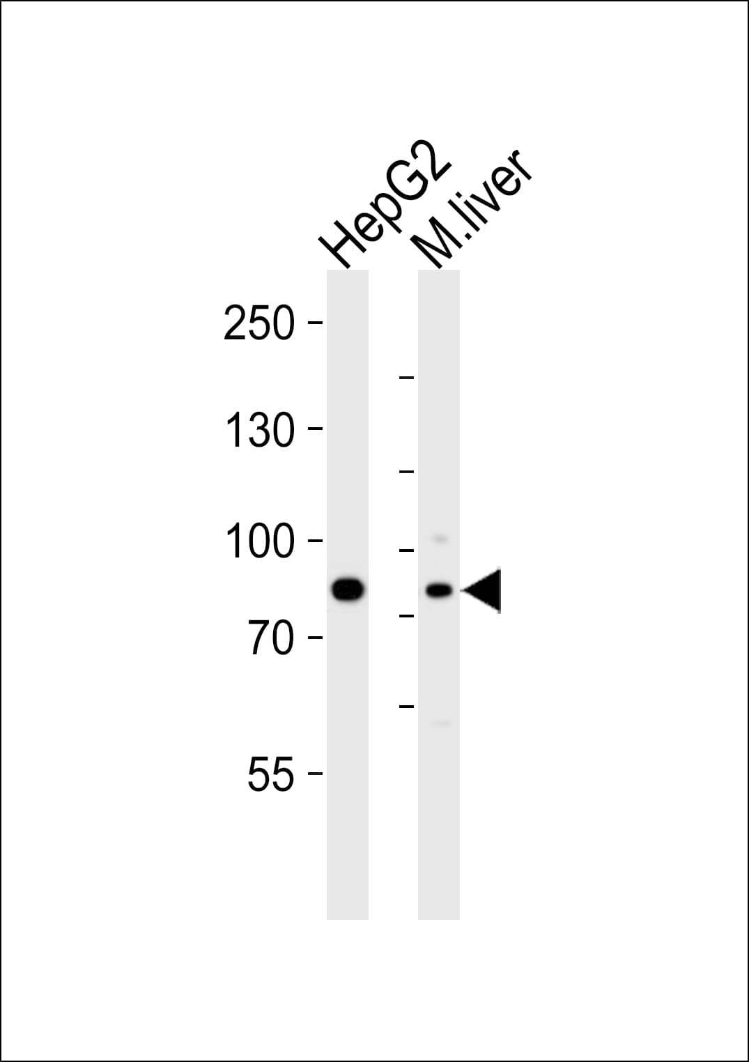 PROX1 Antibody (aa492-520)