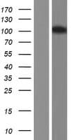 MAP7D3 Protein (Over-Expression Lysate Myc-DDK (Flag))