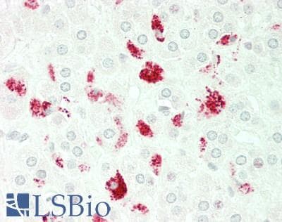 IHC-plus™ GPR142 Antibody (aa41-90)