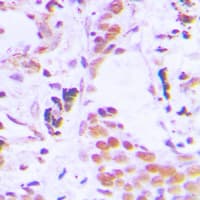 TCEB3C / Elongin A3 Antibody (C-Terminus)