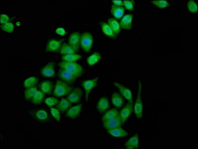 Polyclonal Rabbit anti-Human ANK3 / ANKYRIN-G Antibody (IHC, IF)