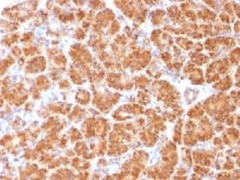 CLTA / LCA Antibody (clone CLC/1421, Azide-free, BSA-free)