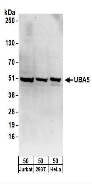 UBE1DC1 / UBA5 Antibody (aa325-375)