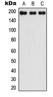 IHC-plus™ LMO7 Antibody (Internal)