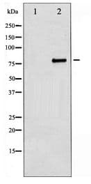 Polyclonal Rabbit anti-Human MYB / c-Myb Antibody (WB)