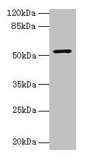 IHC-plus™ CS / Citrate Synthase Antibody