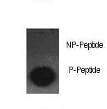 Polyclonal Rabbit anti-Human JUN / c-Jun Antibody (phospho-Ser63, IHC, WB)
