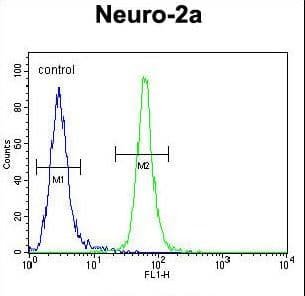 TMEM65 Antibody (aa33-61)