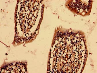 Polyclonal Rabbit anti-Human YIF1B Antibody (aa1-153)