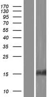 TIP30 / HTATIP2 Protein (Over-Expression Lysate Myc-DDK (Flag))