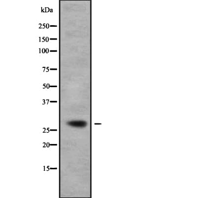 RAB23 Antibody