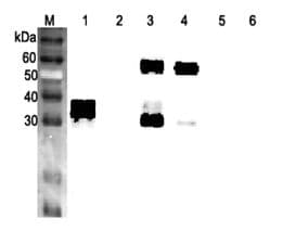 IHC-plus™ ANGPTL3 Antibody (Fibrogen-like domain)
