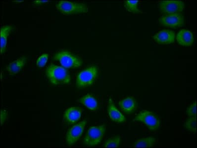 MPEG1 Antibody (aa537-633)
