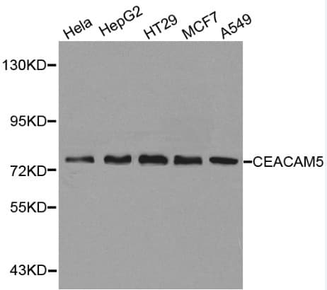 CEACAM5 / CD66e Antibody