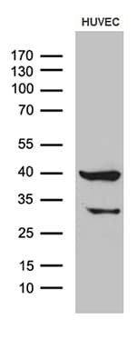 GNA14 Antibody (aa31-348, clone OTI3D3)