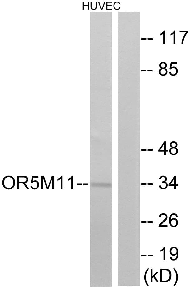 OR5M11 Antibody (aa233-282)