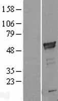 ARMC6 Protein (Over-Expression Lysate Myc-DDK (Flag))