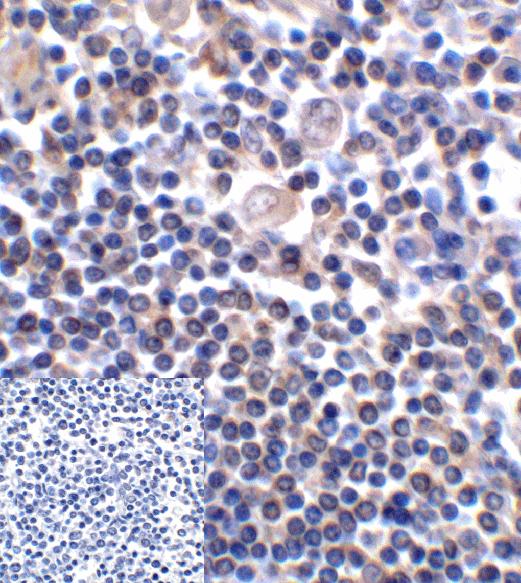 Monoclonal Mouse anti-Human CD276 / B7-H3 Antibody (clone 2A7, IHC, IF, WB)