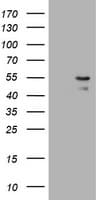 PARVB Antibody (clone OTI2H9)