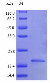 Human IFNA2 / Interferon Alpha 2 Protein (Recombinant)